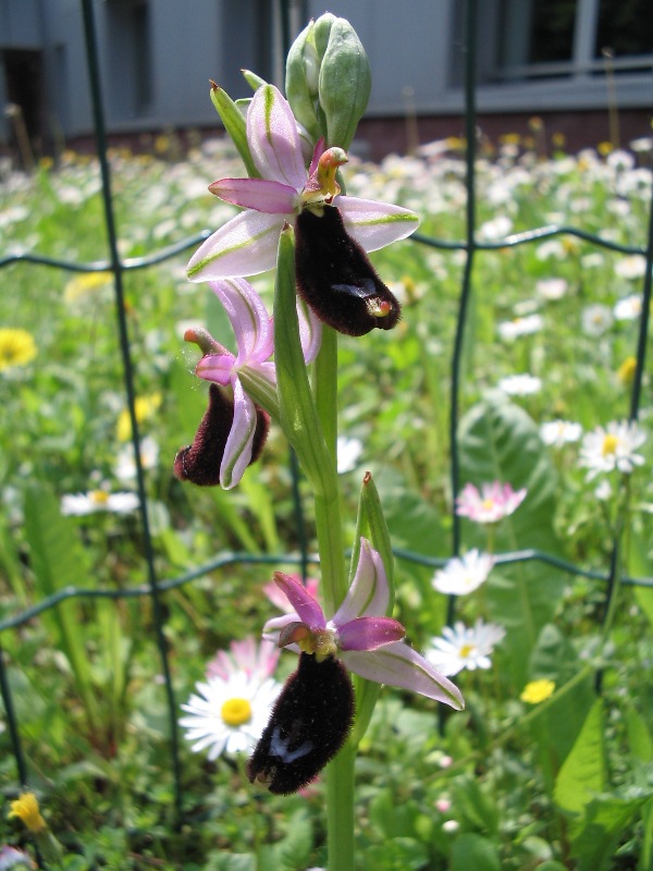 Ophrys bertolonii Moretti